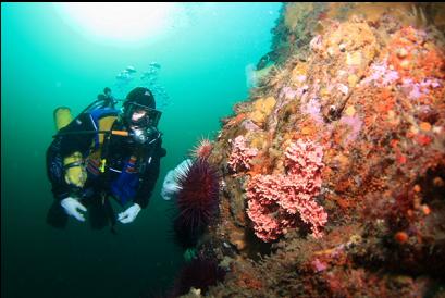 hydrocoral at begining of wall