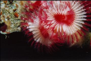 TUBE WORM