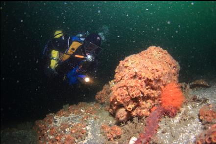 cup corals on a boulder