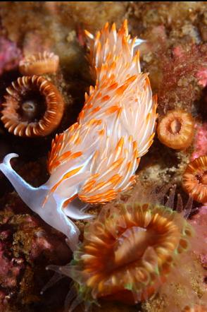 opalescent nudibranch and brown cup corals