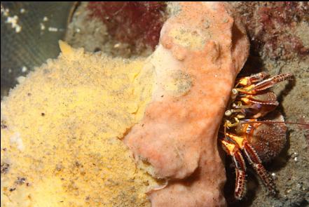 hermit crab with a nudibranch eating the sponge