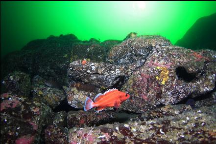 yelloweye rockfish