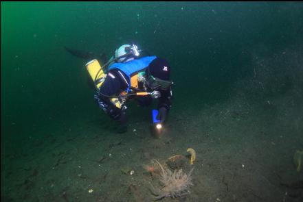 giant nudibranch in the channel