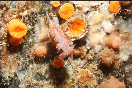 nudibranch and cup corals