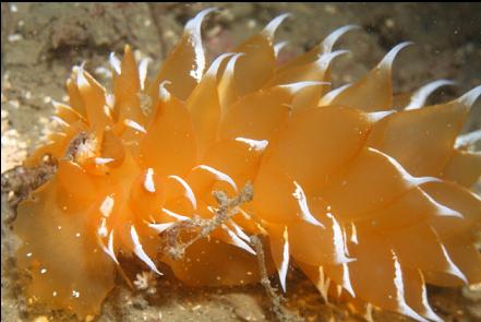 nudibranch