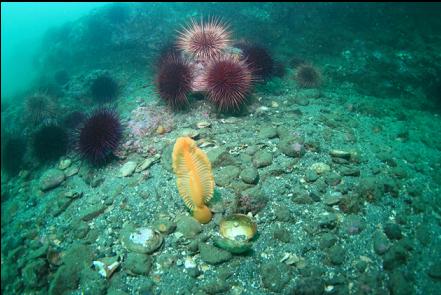 sea pen near a ledge