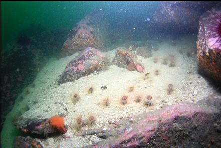 tube-dwelling anemones at the base of the rocks