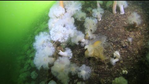 anemones and stuck jellyfish on the side of the dock