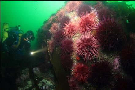 small wall with urchins