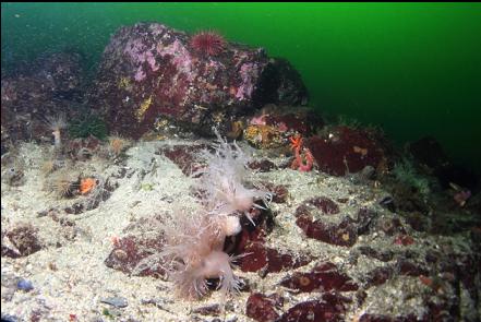 giant nudibranchs