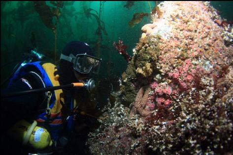 strawberry anemones