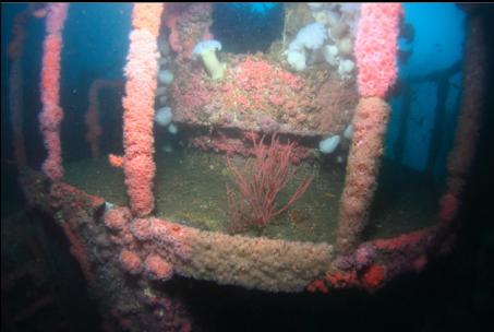 strawberry anemones