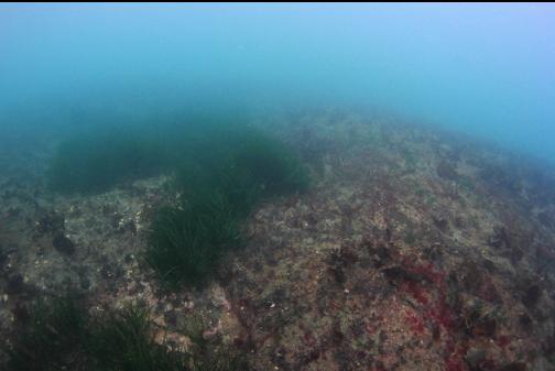 surfgrass on the shallow rocks