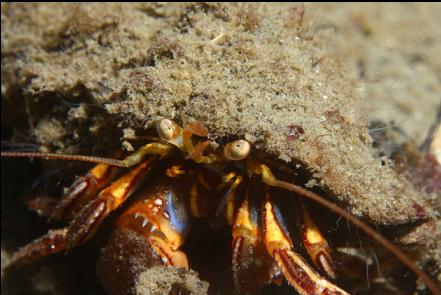 hermit crab