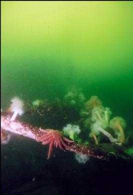 SUNFLOWER STAR AND ANEMONES ON MAST