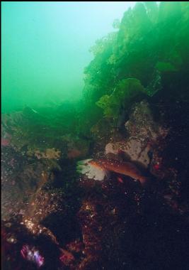 KELP GREENLING IN SHALLOWS