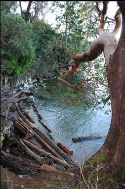 ARBUTUS TREE AND BEACH