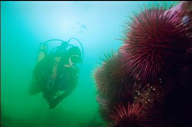 MORE URCHINS