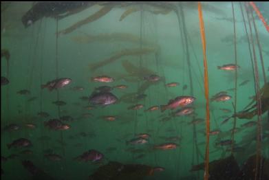 JUVENILE ROCKFISH UNDER KELP