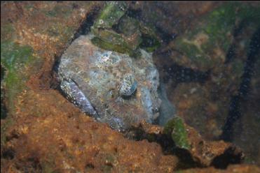 BUFFALO SCULPIN