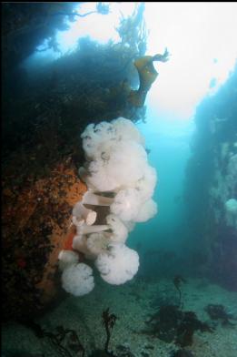 plumose anemones and canyon