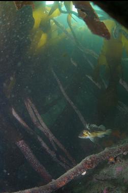 COPPER ROCKFISH UNDER KELP