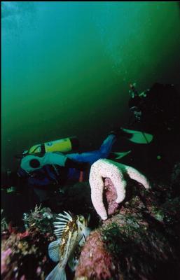 DIVERS, SEA STAR AND COPPER ROCKFISH