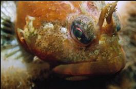 SCALY HEAD SCULPIN