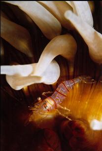 CLOWN SHRIMP ON ANEMONE