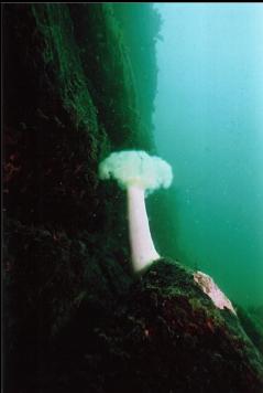 PLUMOSE ANEMONE ON WALL