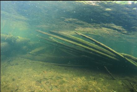 wood near shore