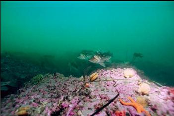 COPPER ROCKFISH 65 feet deep