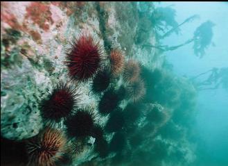 URCHINS ON RIGHT HAND REEF