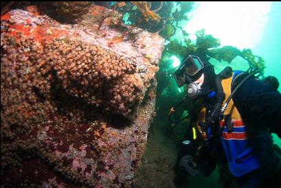 zoanthids