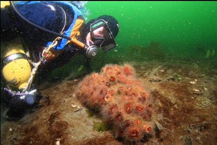 small rock covered with brown cup corals in the silt