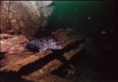 LINGCOD ON WRECK