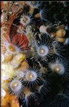 ZOANTHIDS