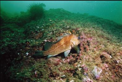 QUILLBACK ROCKFISH