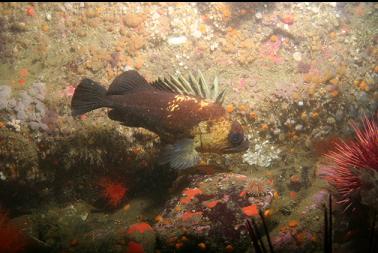 quillback rockfish