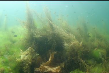 seaweed and perch