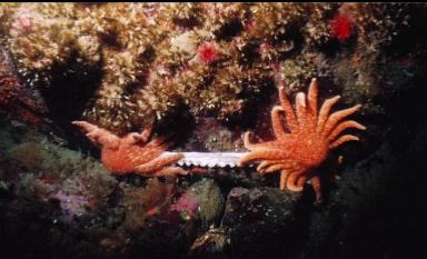 SEA STARS EATING OCTOPUS