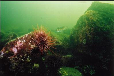 ROCKFISH AND URCHIN ON REEF