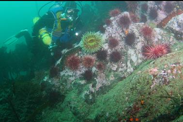 fish-eating anemone and urchins