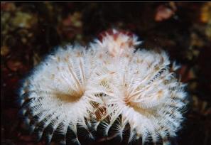 TUBE WORM