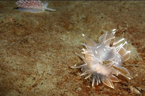 nudibranchs