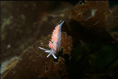 nudibranch