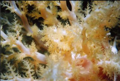 BURROWING SEA CUCUMBER