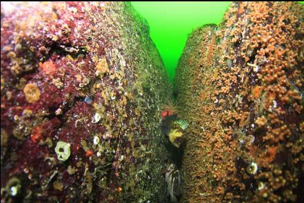 rockfish in crack between boulders