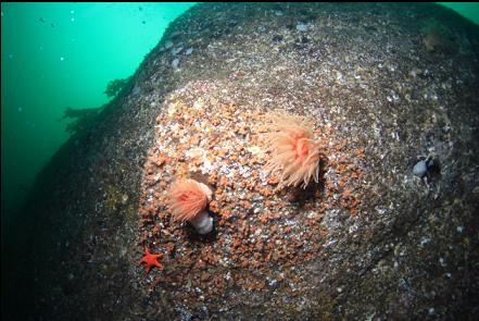 crimson anemones and zoanthids