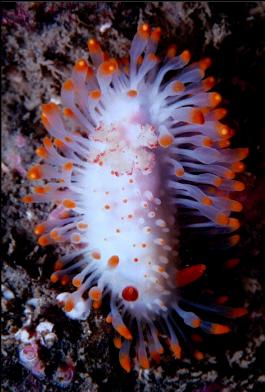 NUDIBRANCH